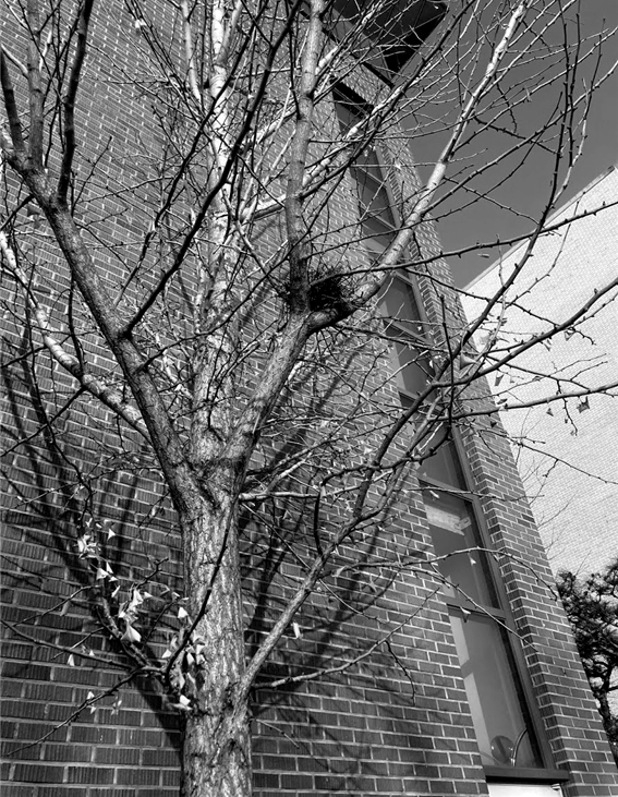 사진 설명: 잎이 거의 떨어져 없는 지난 초겨울의 어느 나무 한 그루. 그 위에 둥지 하나가 버티고 있다. 둥지가 자리를 튼 위치는 그리 높지 않은 낮은 곳이다.
