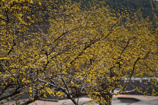꽃망울을 터뜨린 산수유 나무. 사진 박성숙